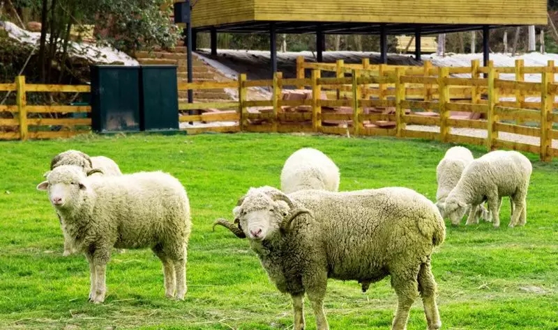 1562660520213452.jpg 1562660520213452.jpg